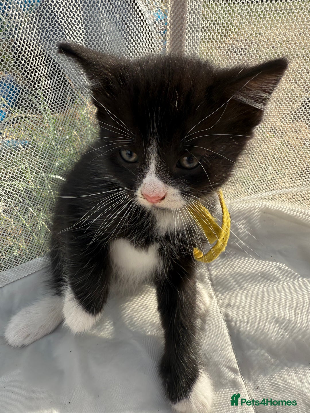 Mixed Breed cats for sale: Litter of Kittens For Sale - only 1 Male left in Dunstable - Image 26