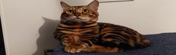 Bengal cats for sale: Snow lynx bengal female kitten  - Advert 3