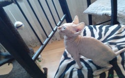 Sphynx cats for sale: Sphynx Kittens For Sale - Image 4