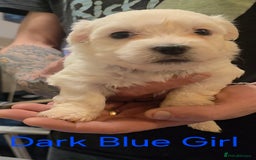 Maltese dogs for sale: Adorable Maltese puppies - Image 18