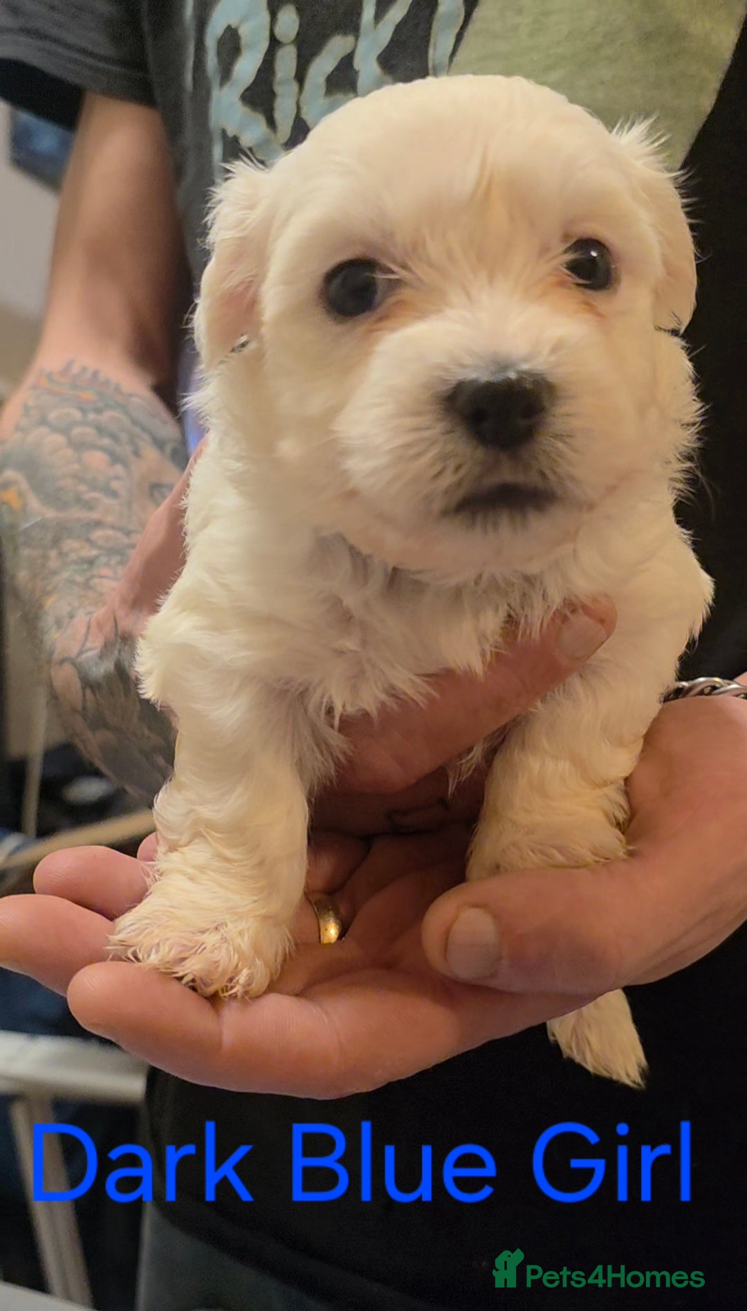 Maltese dogs for sale: Adorable Maltese puppies - Image 18