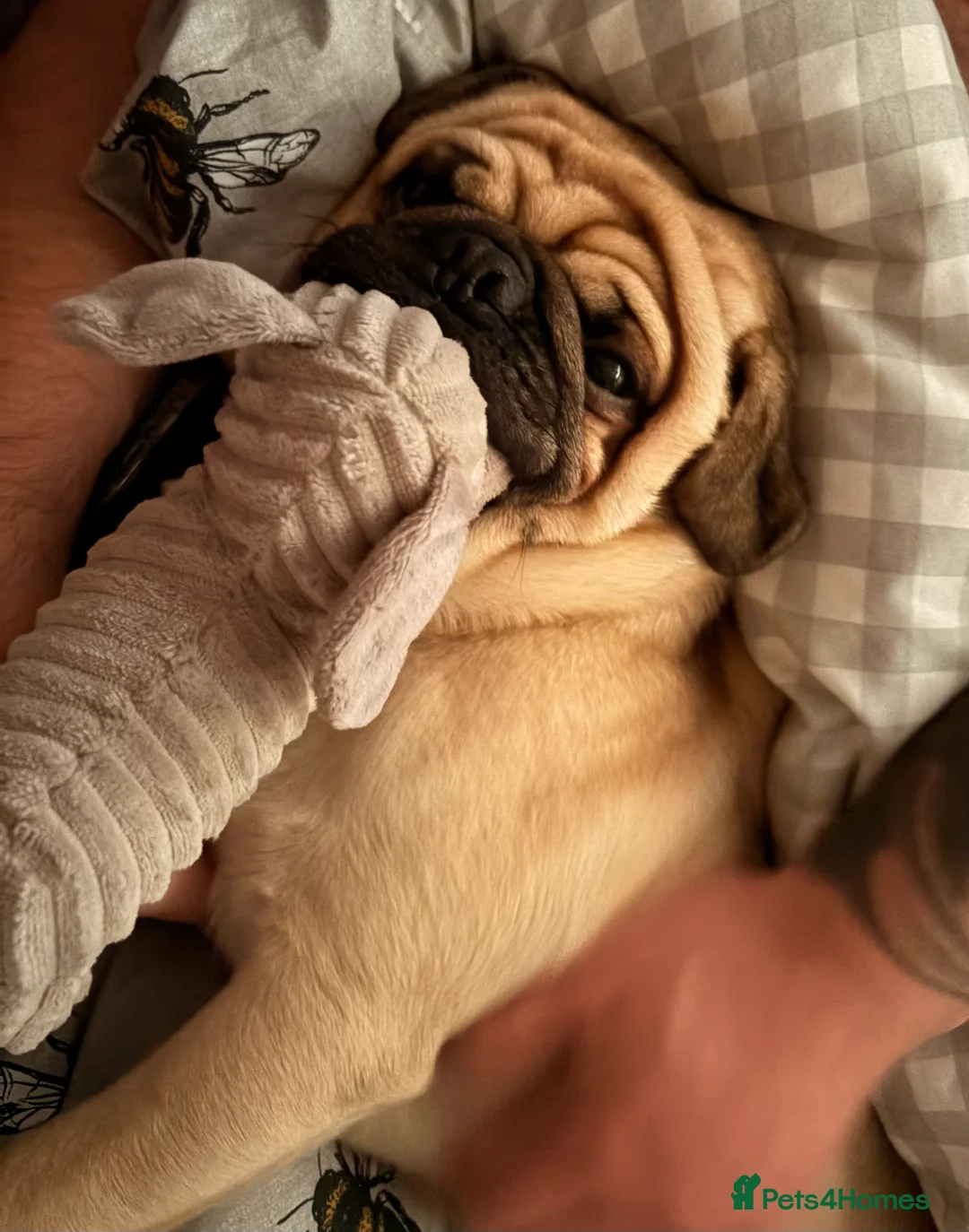 Pug dogs for sale: Beautiful Boy Pug in Stoke-on-Trent - Advert 2