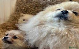 Pomeranian dogs for sale: Adorable Pomeranian puppies  - Image 3