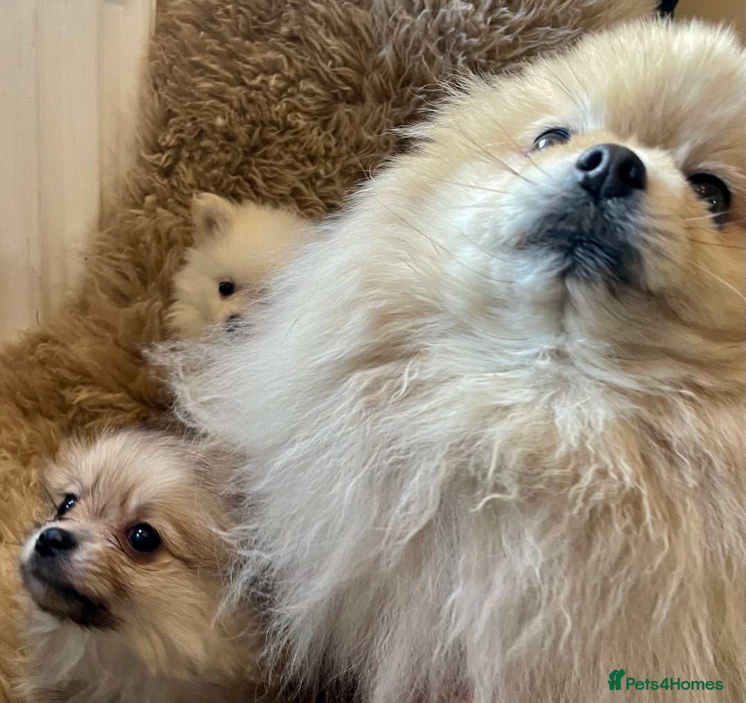 Pomeranian dogs for sale: Adorable Pomeranian puppies  - Image 3