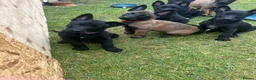 Belgian Shepherd Dog dogs for sale: Top quality Malinois puppies protectioning line - Advert 14