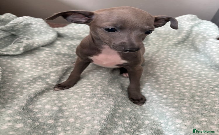 Italian Greyhound dogs - Advert 1
