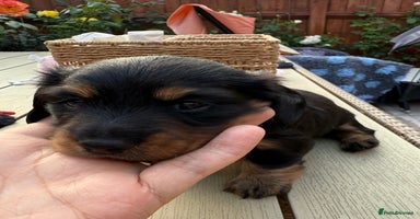 Miniature Dachshund dogs - Advert 4