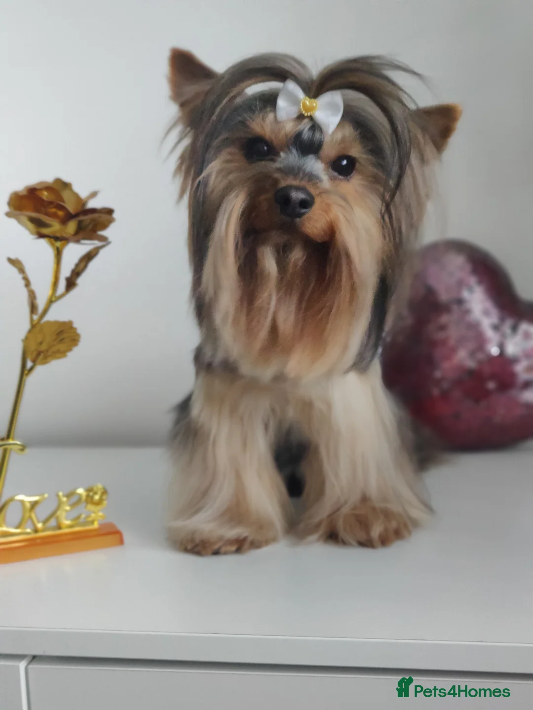 Yorkshire Terrier dogs for stud:  PEDIGREE Yorkshire terrier for STUD  in Hull - Advert 3