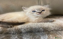 Ragdoll cats for sale: Last boy girl Hcm pkd so loving  playful cutie  - Image 17
