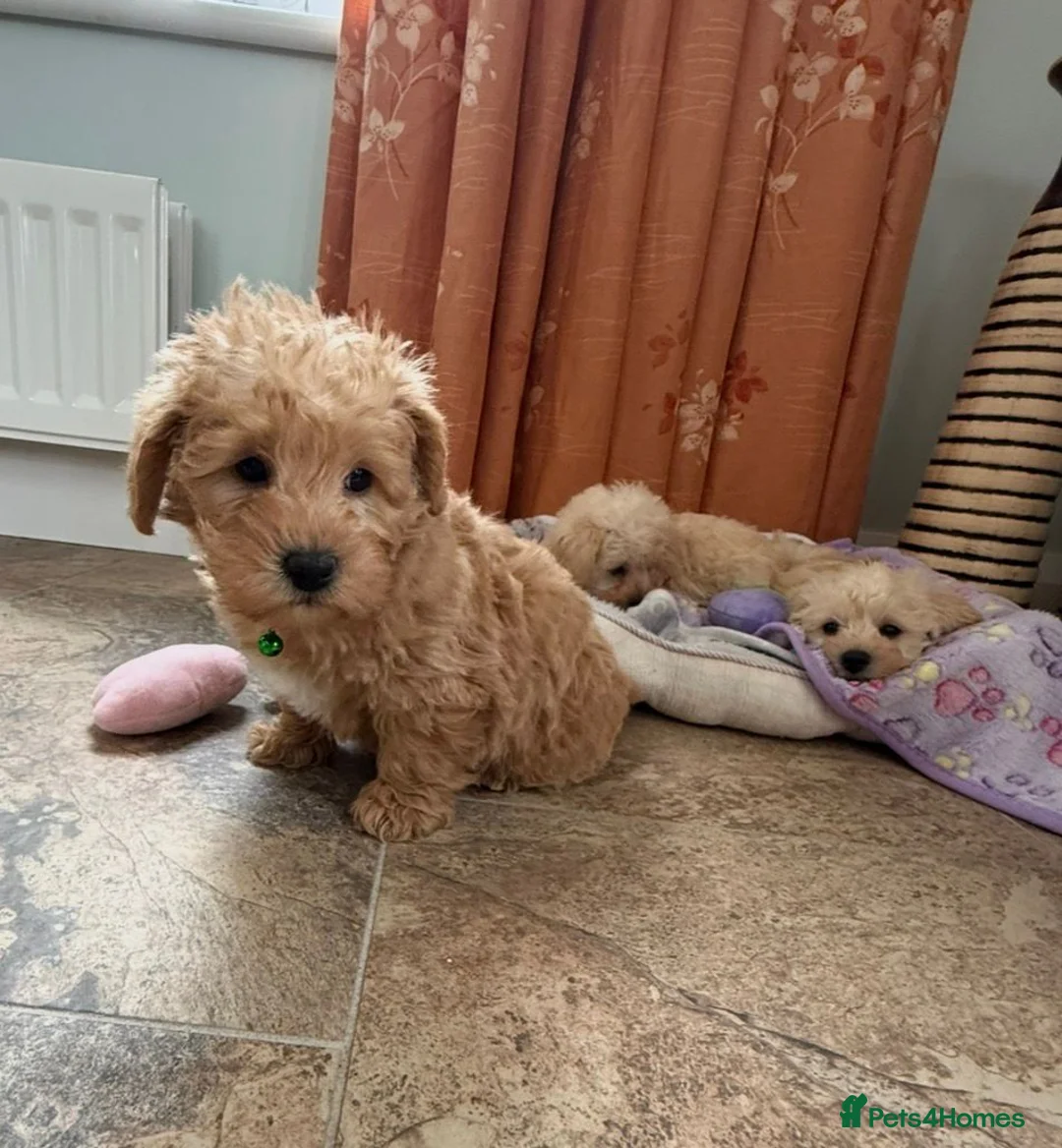 Westiepoo dogs for sale: Toy Westiepoo Puppies (Westie x Toy Poodle) - Advert 20