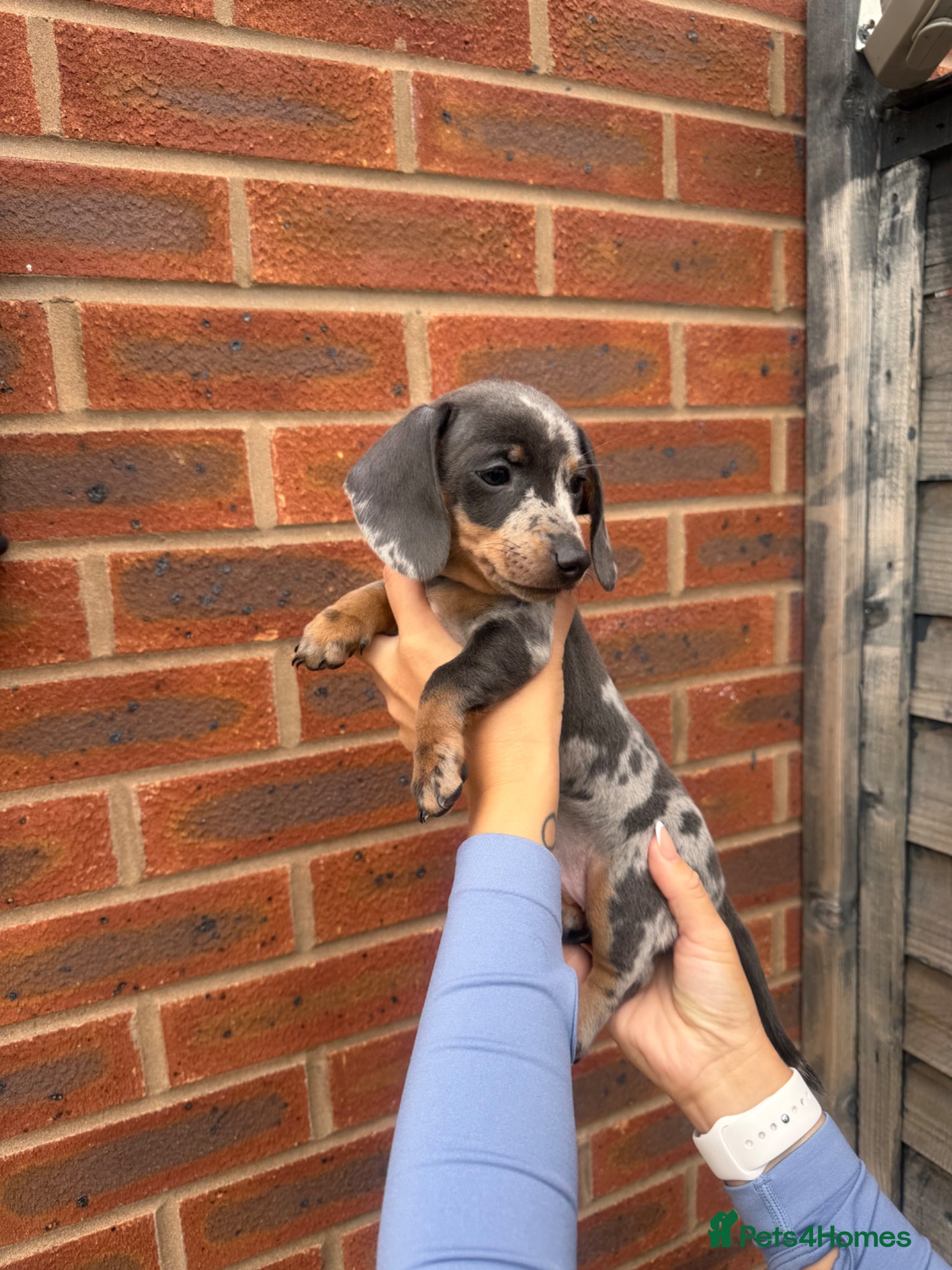Miniature Dachshund dogs Pedigree registered miniature dachshund girl - Advert 6