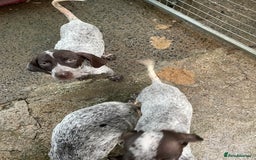 German Shorthaired Pointer dogs for sale: Pointers - Advert 7