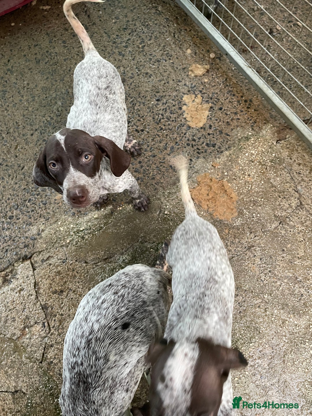 German Shorthaired Pointer dogs for sale: Pointers - Advert 7