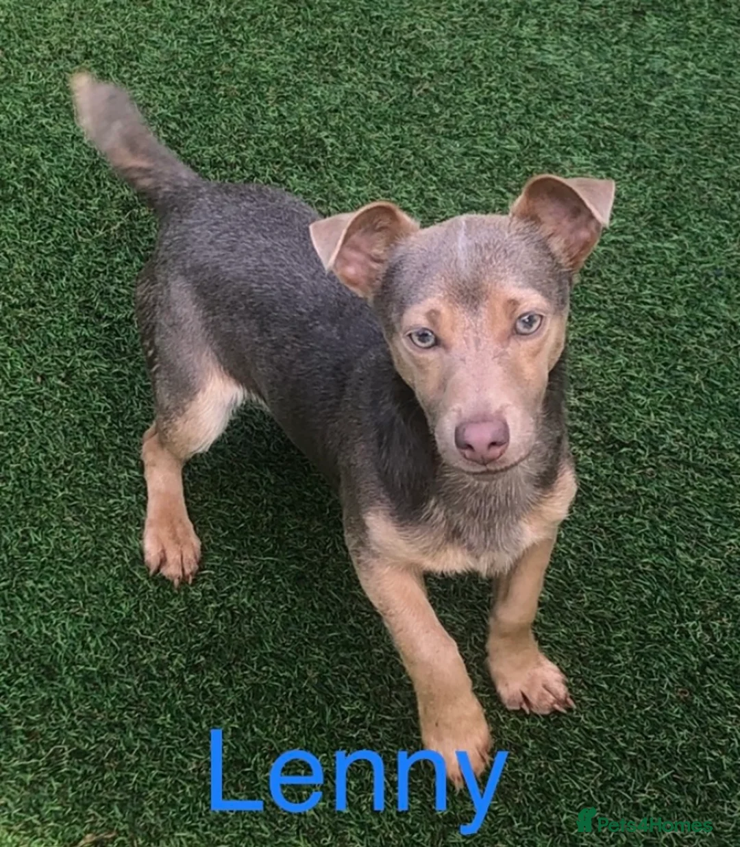 Jack Russell dogs for stud: Lenny Son of Much Wenlock Louie in Wokingham - Advert 8