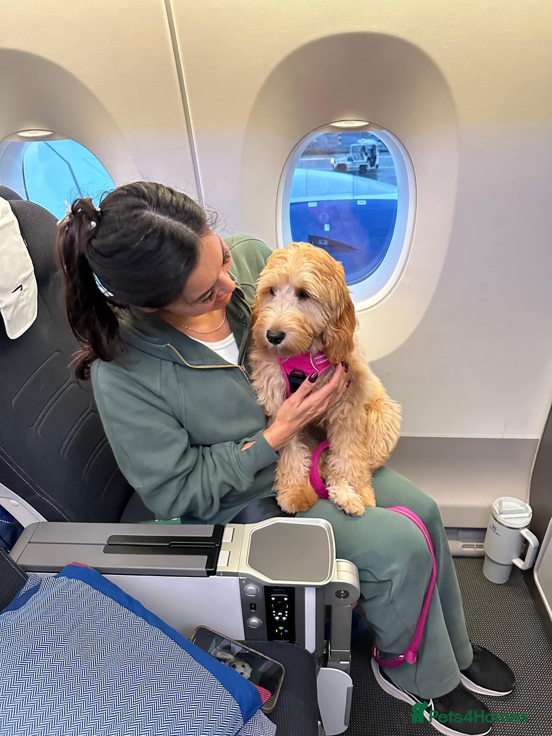 Mini Goldendoodle dogs for sale: F1 Mini's via Licensed Breeder & Police K9 Trainer - Advert 17