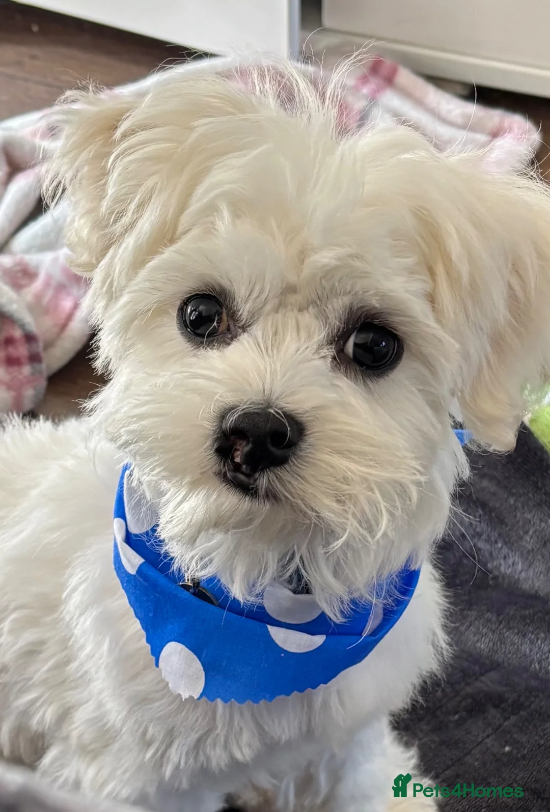 Maltese dogs for sale: 7mth old male  - Advert 1