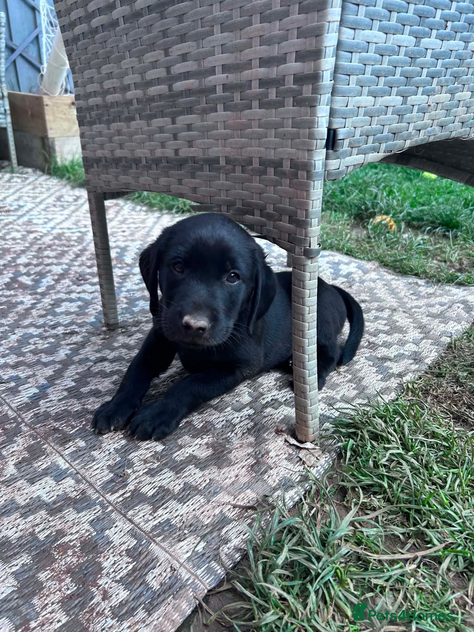 Labrador Retriever dogs Black Labrador Male LAST ONE LEFT - Advert 3