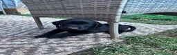 Labrador Retriever dogs for sale: Black Labrador Male LAST ONE LEFT - Advert 1