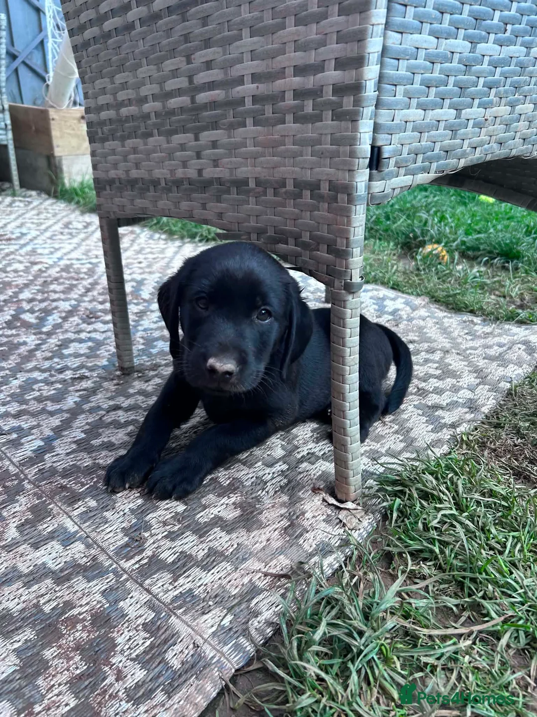 Labrador Retriever dogs for sale: Black Labrador Male LAST ONE LEFT - Advert 1