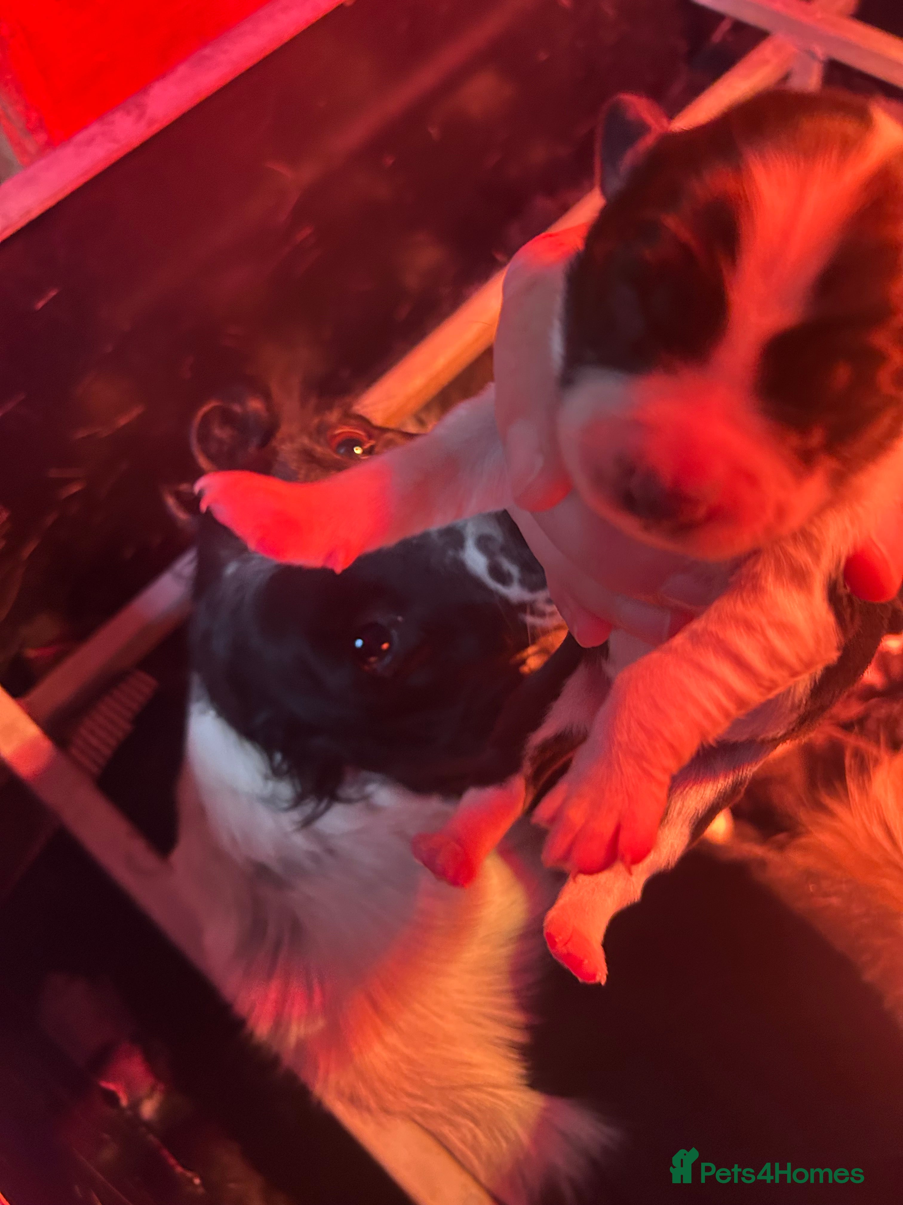 Mixed Breed dogs Puppies   - Advert 7