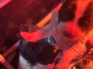 Mixed Breed dogs Puppies - Advert 7