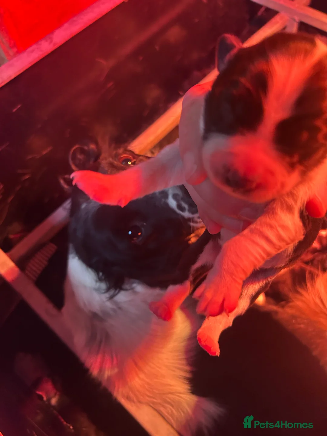 Mixed Breed dogs for sale: Puppies   - Advert 3