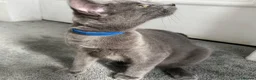Russian Blue cats for sale: Russian Blue Kittens  - Advert 19