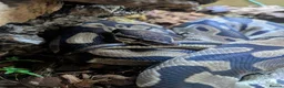 Python Snake reptiles for sale: ball python  - Advert 4