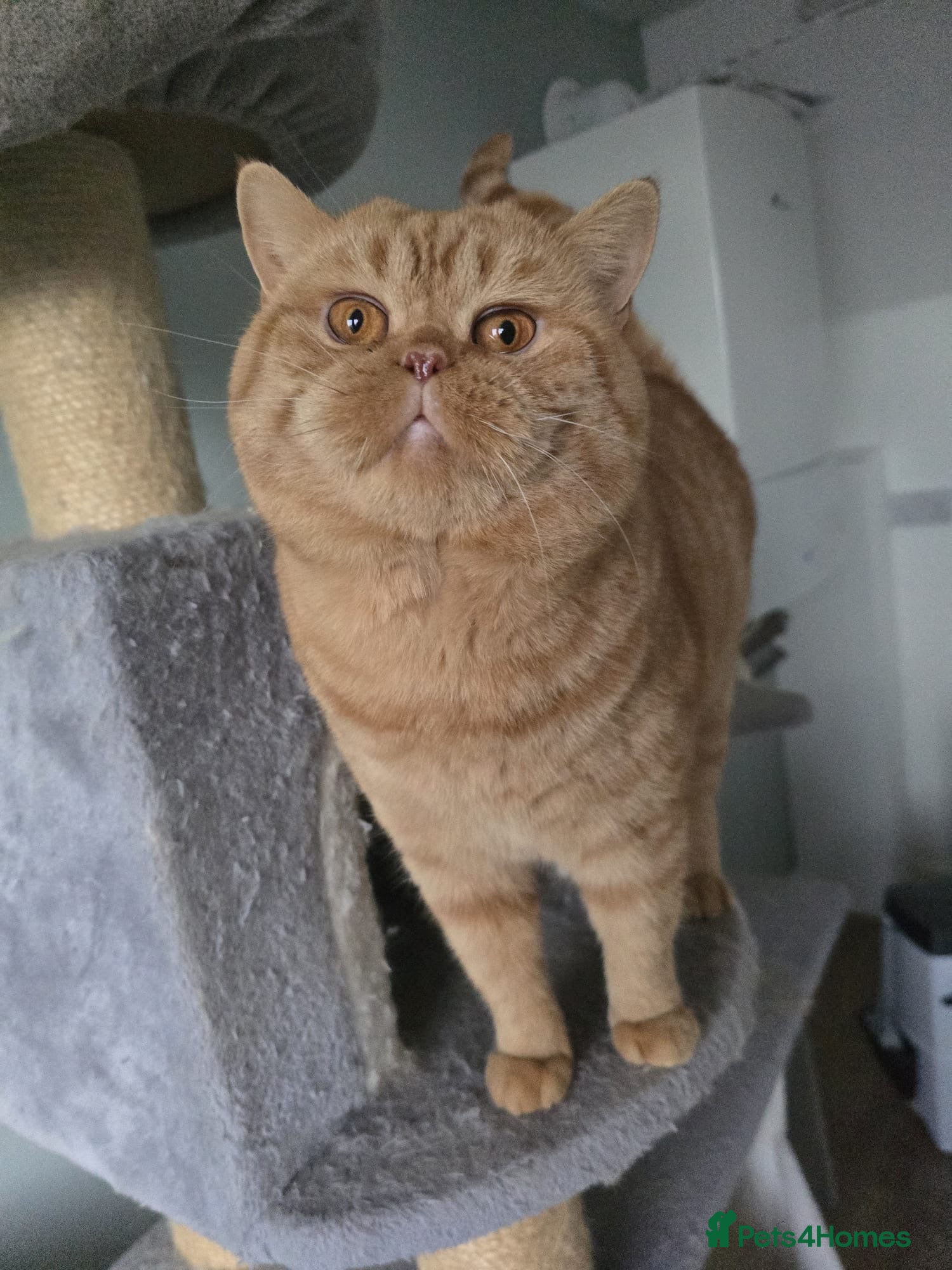 British Shorthair cats RED BRITISH SHORTHAIR KITTENS - Advert 2