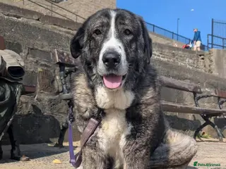 Mixed Breed dogs for sale: 🐾💙 Lovely Lore 💙🐾 - Advert 3
