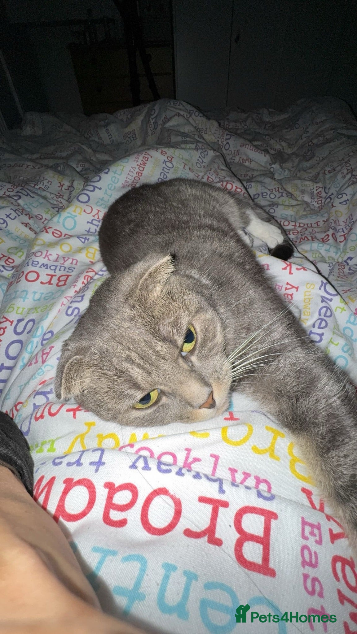 Scottish Fold cats Selling cat for free as moving abroad - Advert 2