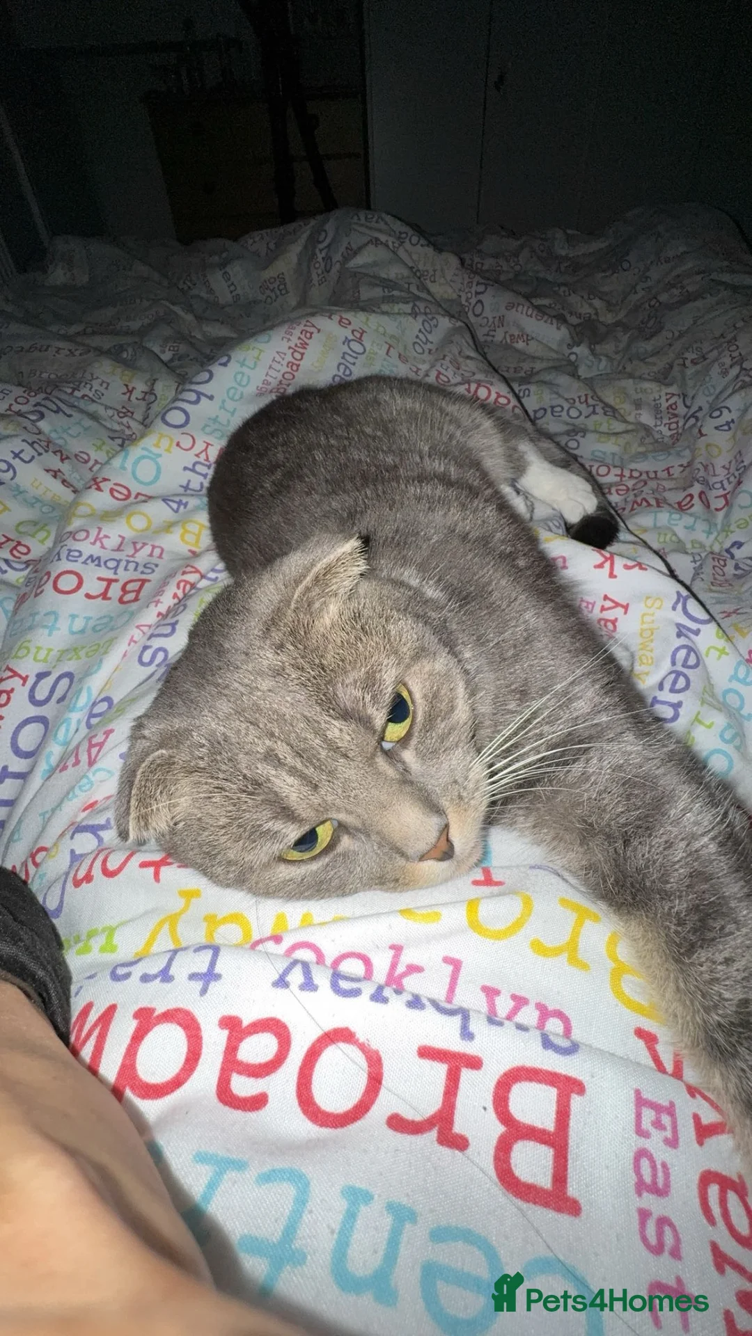 Scottish Fold cats for sale: Selling cat for free as moving abroad in Sheffield - Advert 1