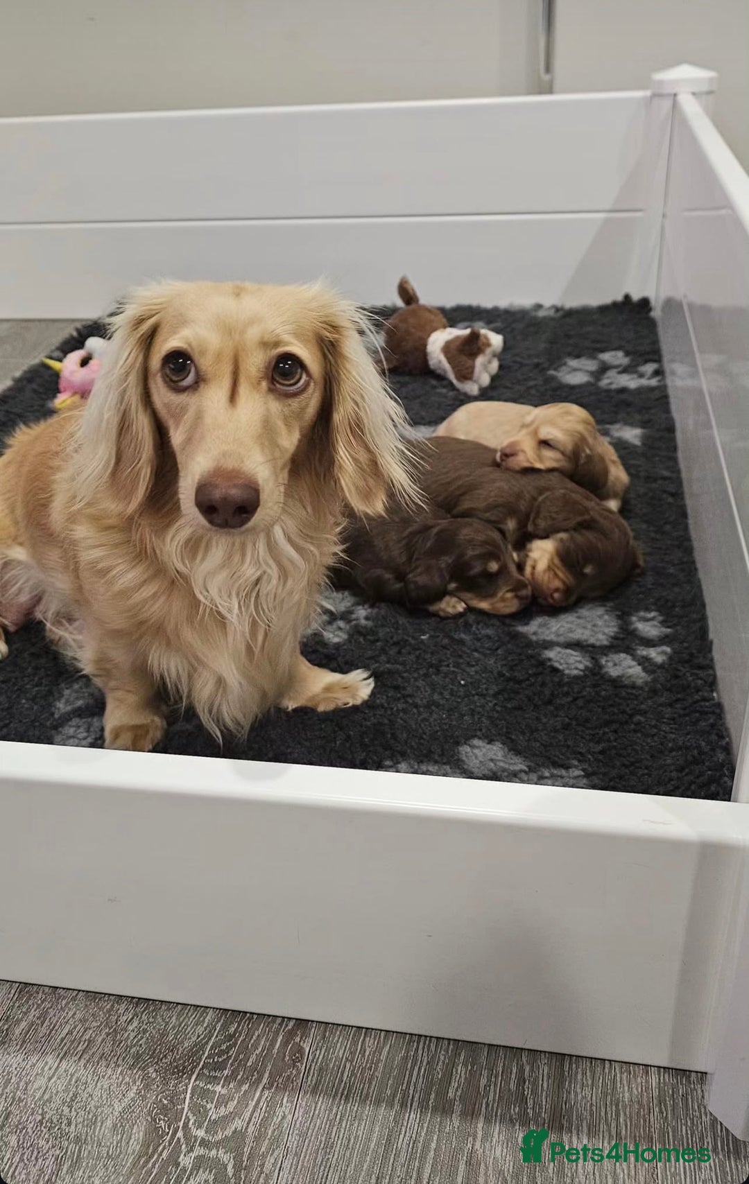 Miniature Dachshund dogs for sale: Long coat miniature Dachshund puppies. - Image 4