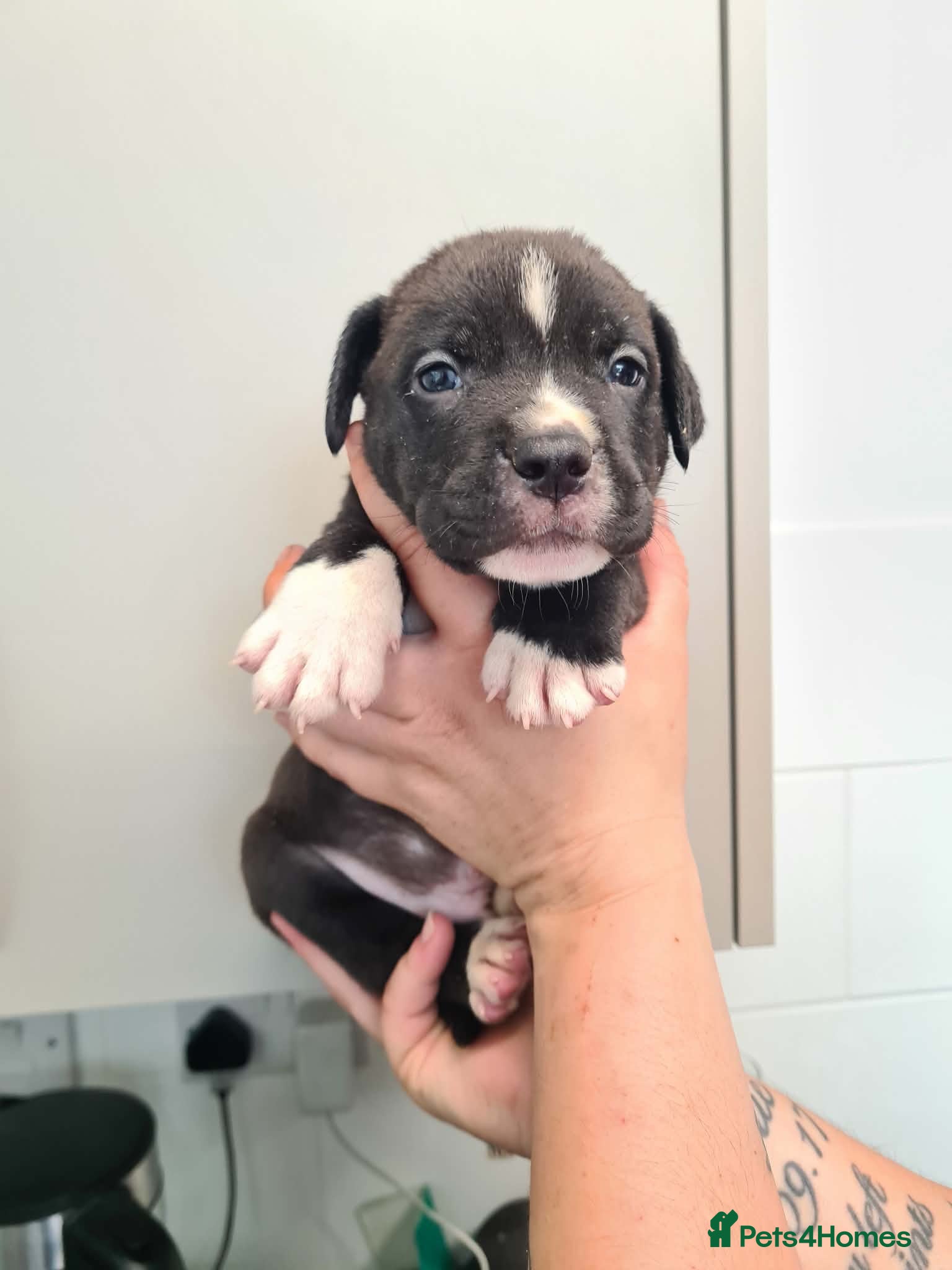 Mixed Breed dogs Staffordshire bull terrier cross American bulldog - Advert 17