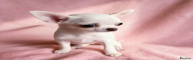 Chihuahua 4