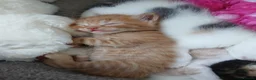 Mixed Breed cats for sale: 2 Calico Girls and 1 Ginger Male - Advert 8