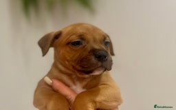 Staffordshire Bull Terrier dogs for sale: Red Staffordshire bull terrier puppies ❤️🐾 - Image 18