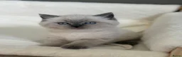 British Shorthair cats for sale: British shorthair Scottish fold kittens  - Advert 7