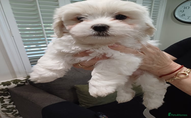 Shih Tzu dogs - Advert 16