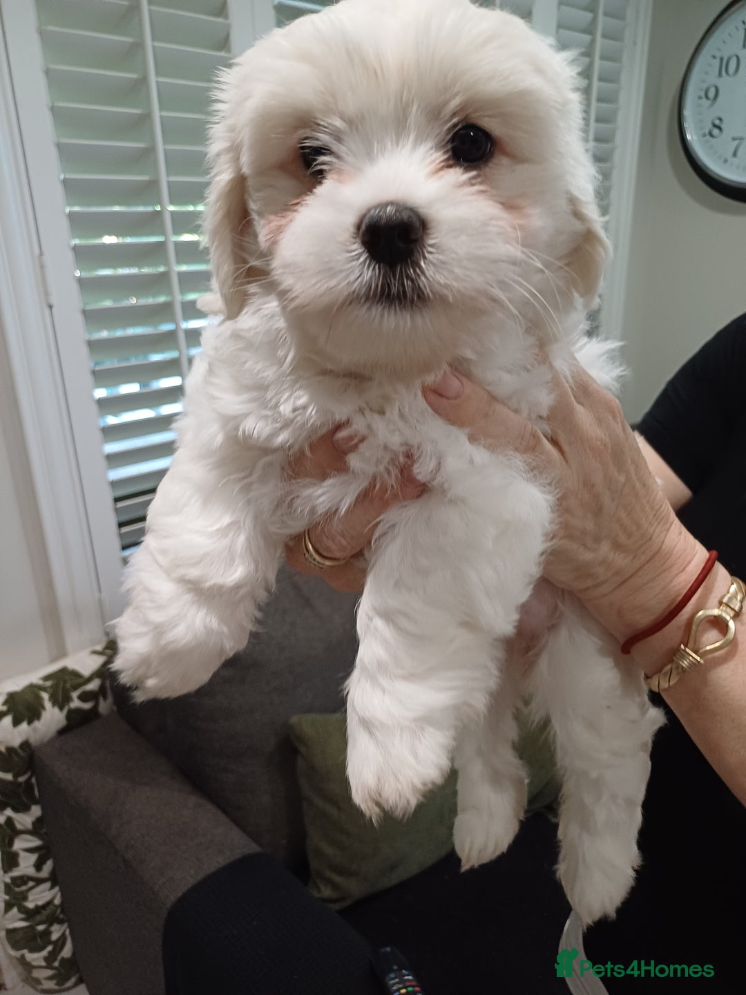 Shih Tzu dogs for sale: cutest shih tzu puppy ever - Image 1