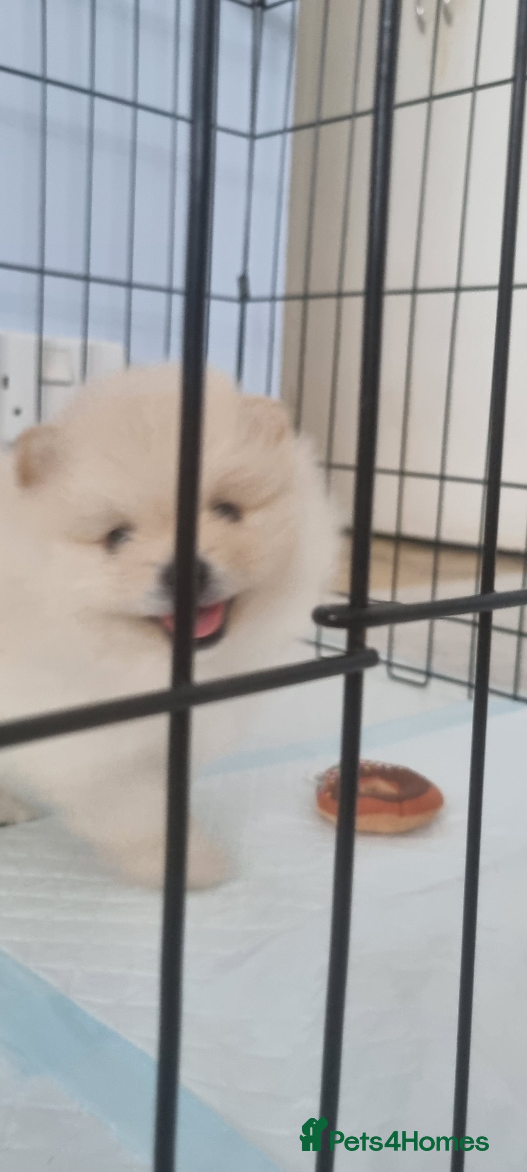 Pomeranian dogs for sale: 3 male Pomeranian puppies, 1 cream, 2 cream sable. - Image 12