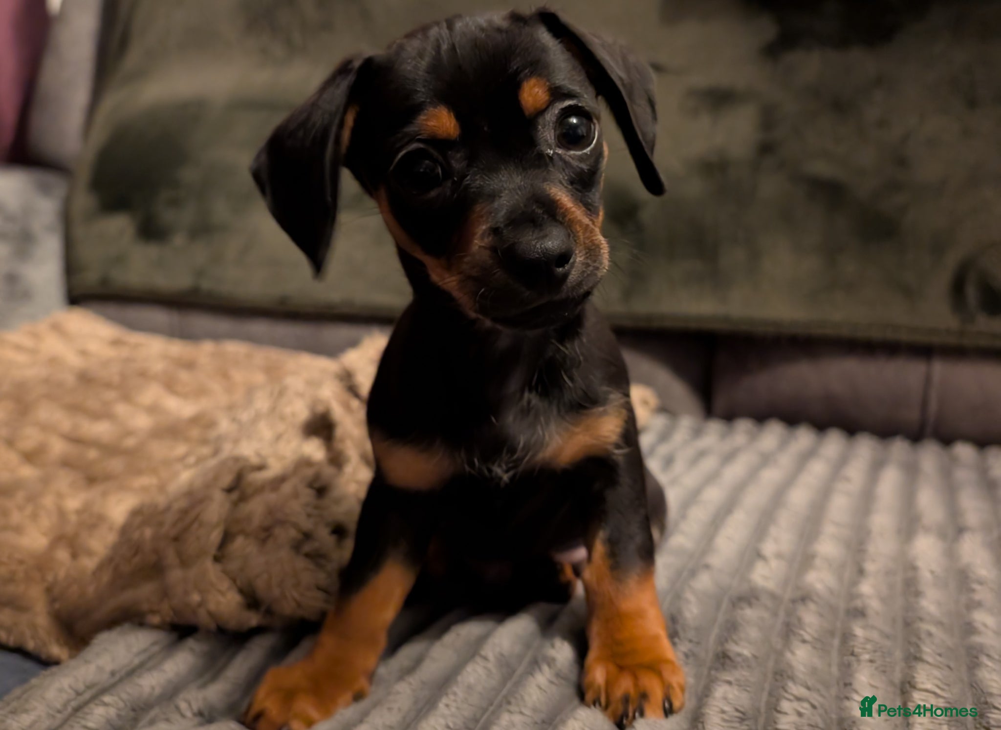 Chiweenie dogs for stud: Stud dog - Advert 3