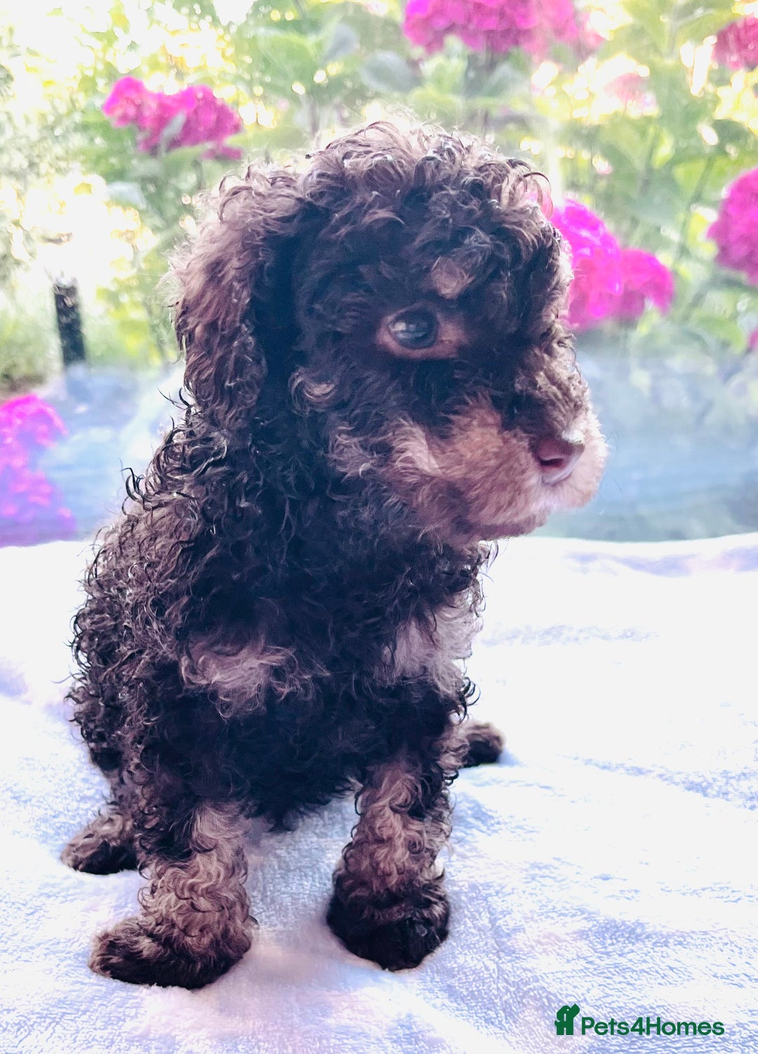 Cockapoo dogs for sale: Stunning fully DNA tested Cockapoo puppies - Image 13