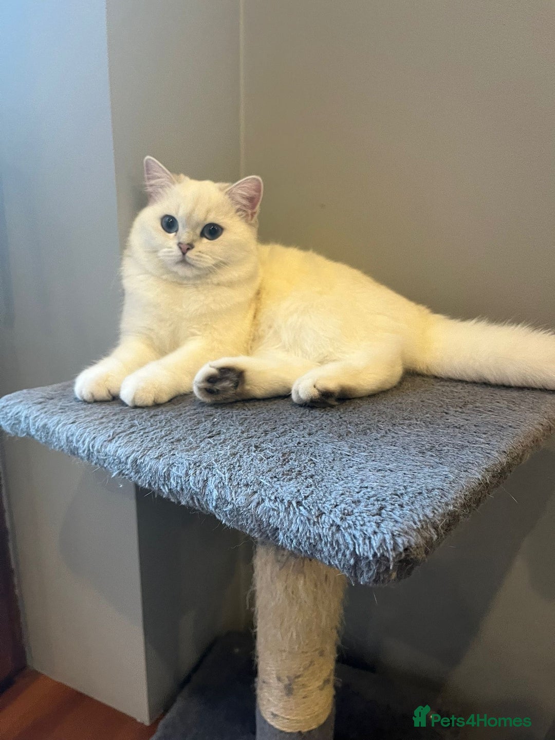 British Shorthair cats for sale: Chubby British Shorthair Kittens  in Grimsby - Image 1