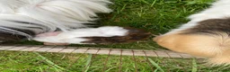 Guinea Pig rodents for sale: Cute Abyssinian-longhaired sow/ female  in Ashford - Advert 6