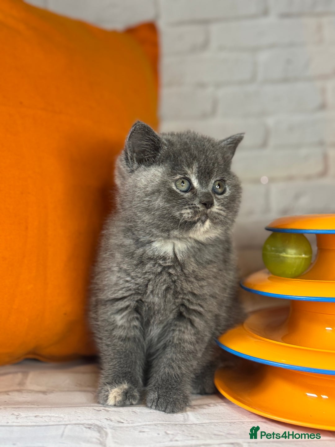 British Shorthair cats for sale: British Shorthair Kittens blue tortie  - Advert 23