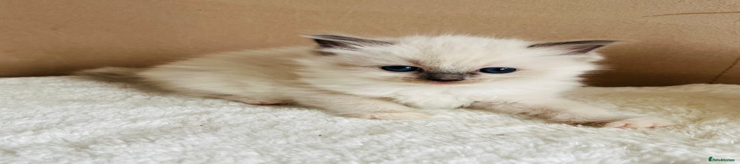 Ragdoll Kitten 2