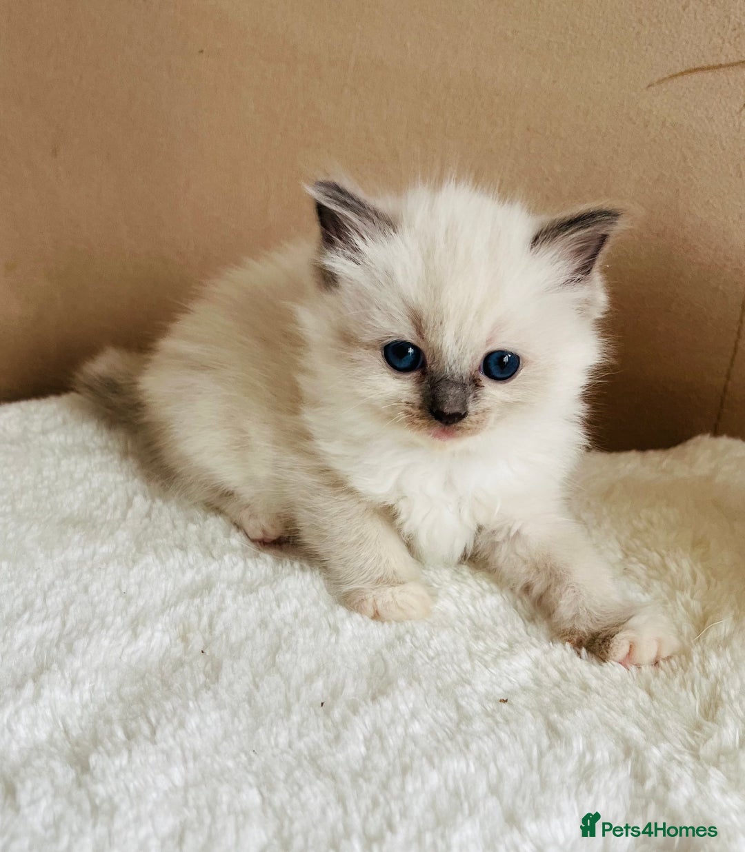 Ragdoll cats for sale: GCCF registered ragdoll kittens - Image 8