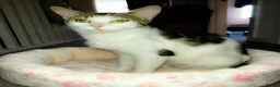 Mixed Breed cats for sale: babies for sale  - Advert 5