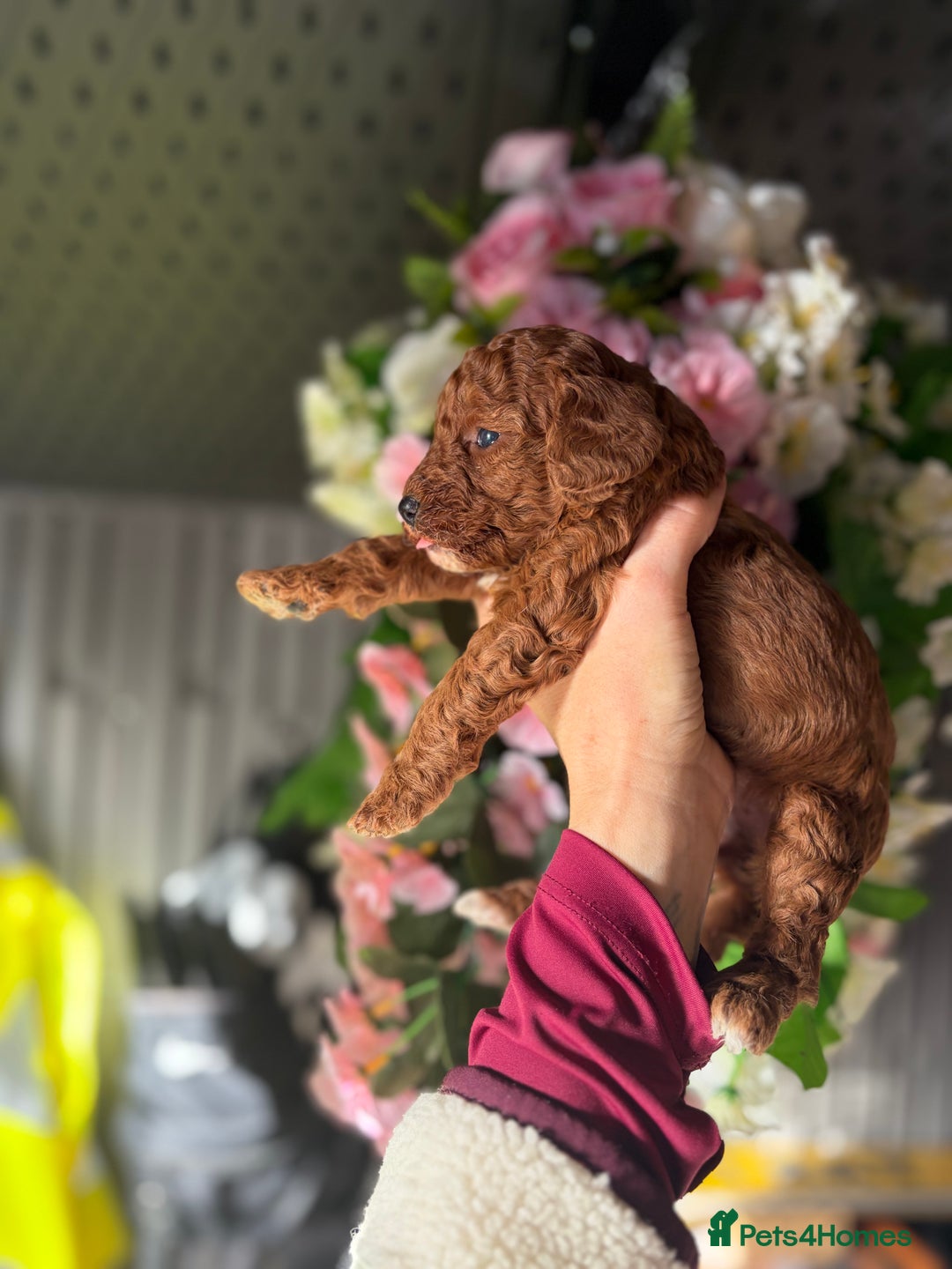 Cockapoo dogs for sale: 3 teddy bear F2 Cockapoo girls available  - Advert 3